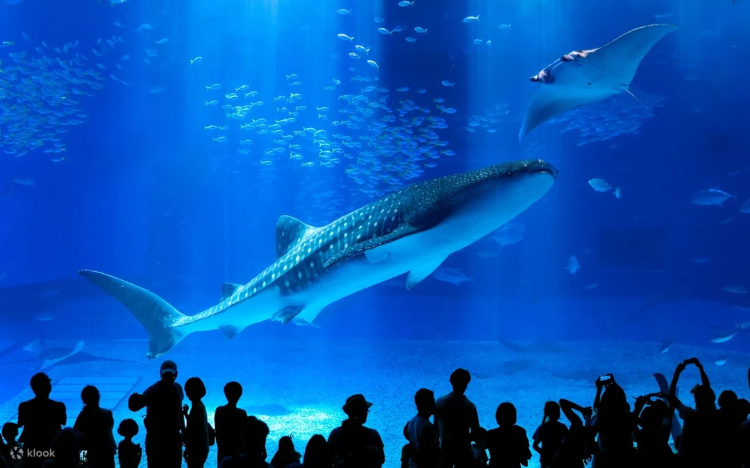 Acuario Churaumi de Okinawa — Okinawa