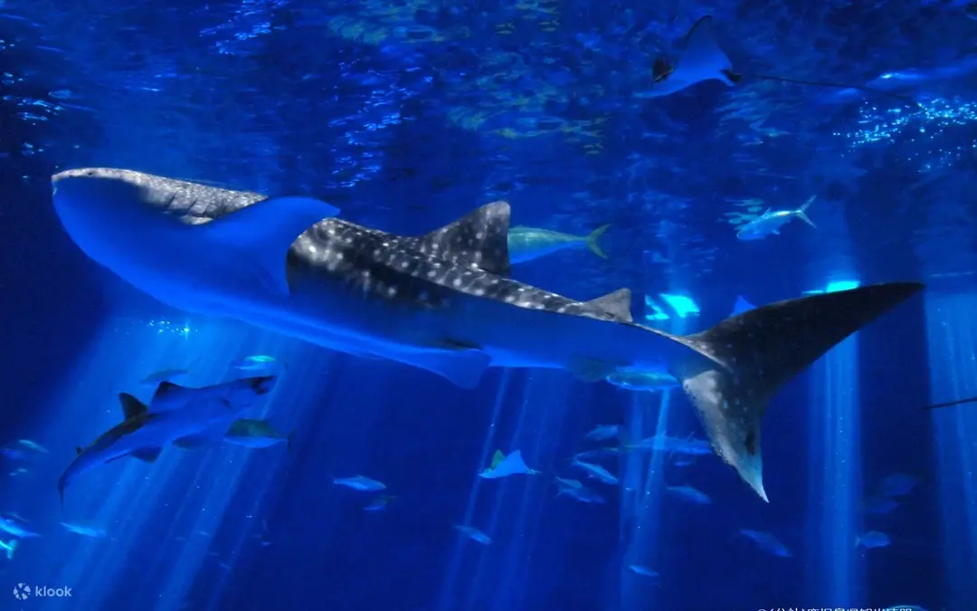 Acuario Io World de Kagoshima — Kagoshima