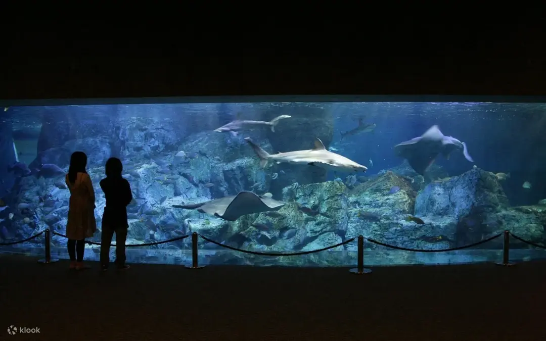 Acuario Umitamago (Oita) — Beppu