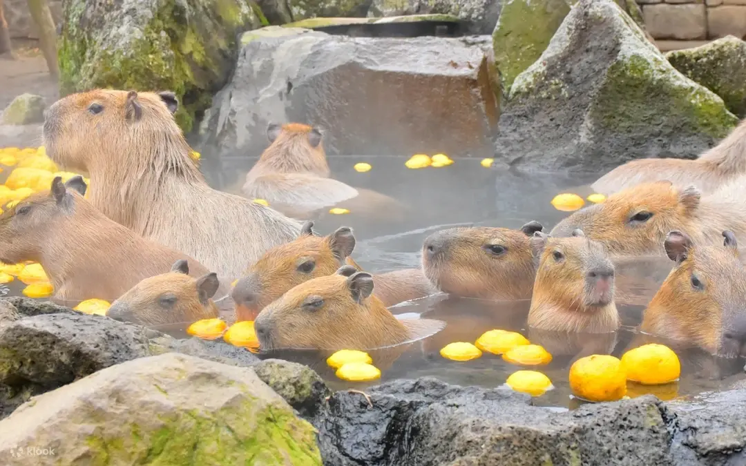 Izu Shaboten Zoo — Shimoda