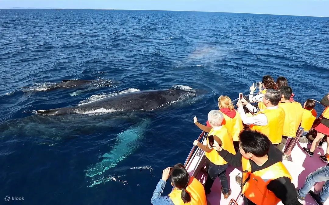 Avistamiento de ballenas en Okinawa — Okinawa