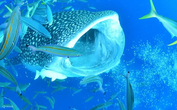 Nadar con tiburones ballena en Okinawa — Okinawa