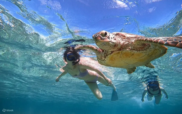 Snorkel con tortugas marinas en Miyakojima — Miyakojima