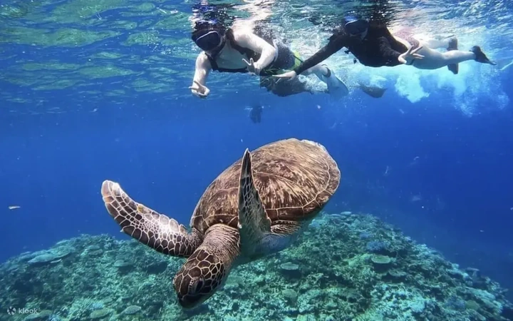 Iriomote: snorkel en Barasu y SUP por manglares — Iriomote