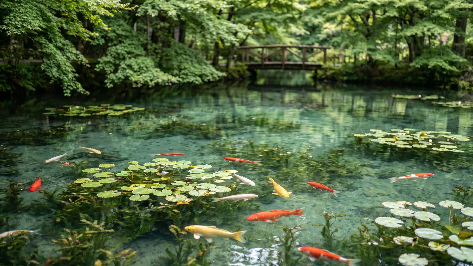 El estanque de Monet en Seki, Gifu: la joya oculta