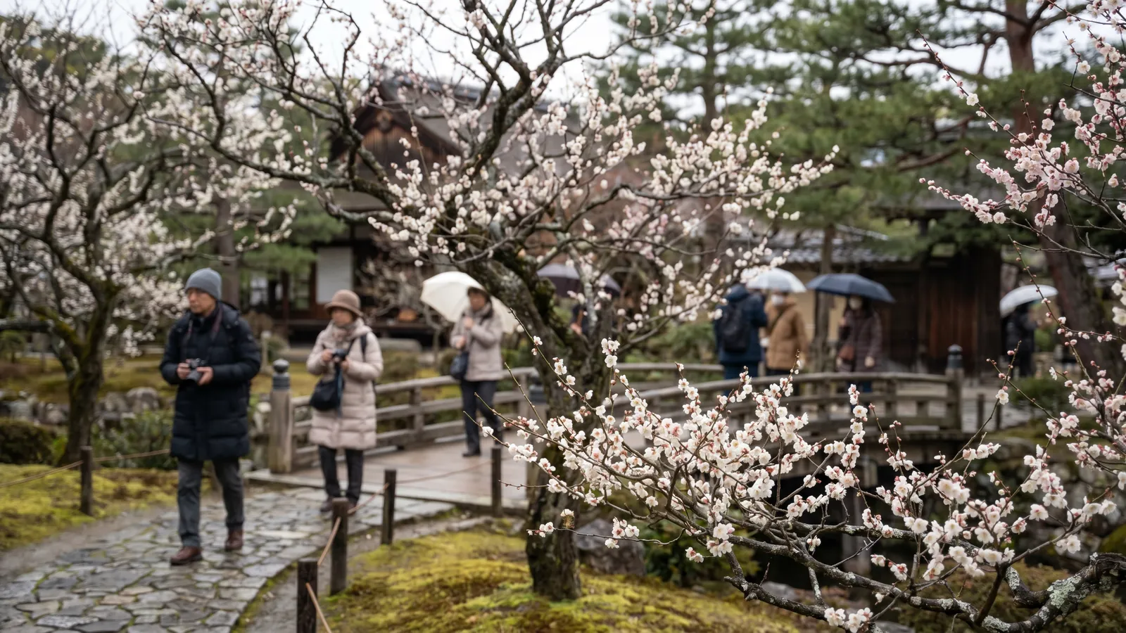 Flores de ciruelo en Japón: guía para verlas