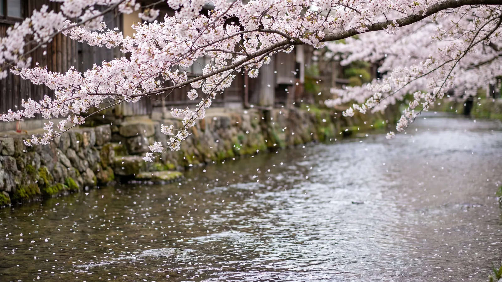 8 razones para viajar a Japón en primavera: hanami y más